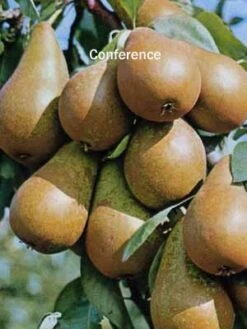 Familien-Birnbaum - Williams+Conference+Gute Luise+Nojabrskaja 9 Familien-Birnbaum - Williams+Conference+Gute Luise+Nojabrskaja -Giardino 24 Birne conference 1280x1280