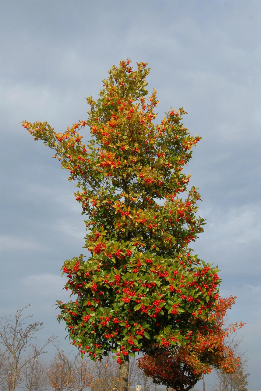 Crataegus Lavallei 'Carrierei', Lederblättriger Weißdorn - Hochstamm 3 Crataegus Lavallei 'Carrierei', Lederblättriger Weißdorn - Hochstamm