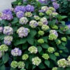 Hydrangea Macrophylla 'Endless Summer BloomStar'® -Giardino 24 EndlessSummer BloomStar lil 1280x1280