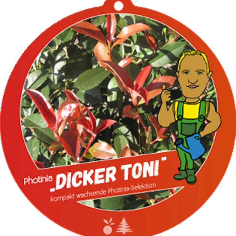 Photinia Fraseri 'Dicker Toni', Kompakte Glanzmispel 3 Photinia Fraseri 'Dicker Toni', Kompakte Glanzmispel