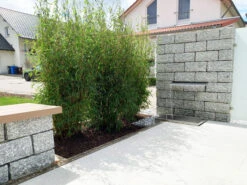 Fargesia Murielae 'Standing Stone' (R), Großblättriger Schirm-Bambus