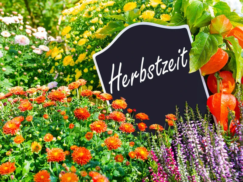 Herbstblüher - 5 Sorten (12 Pflanzen) 3 Herbstblüher - 5 Sorten (12 Pflanzen)