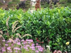 Prunus Laurocerasus 'Rotundifolia', Kirschlorbeer -Giardino 24 Kirschlorbeer rotundifolia 1280x1280