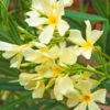 Nerium Oleander, Oleander -Giardino 24 Oleander bluete gelb58899922a1024 1280x1280