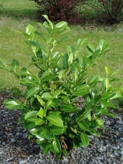 Prunus Laurocerasus 'Rotundifolia', Kirschlorbeer -Giardino 24 Prunus laurocerasus Rotundi5787445727890 1280x1280