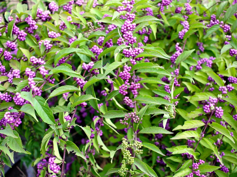 Callicarpa Bodinieri 'Profusion', Liebesperlenstrauch 4 Callicarpa Bodinieri 'Profusion', Liebesperlenstrauch – Bild 2
