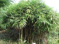 Pseudosasa Japonica, Pfeil-Bambus 9 Pseudosasa Japonica, Pfeil-Bambus -Giardino 24 Strauch Pfeil Bambus 1280x1280