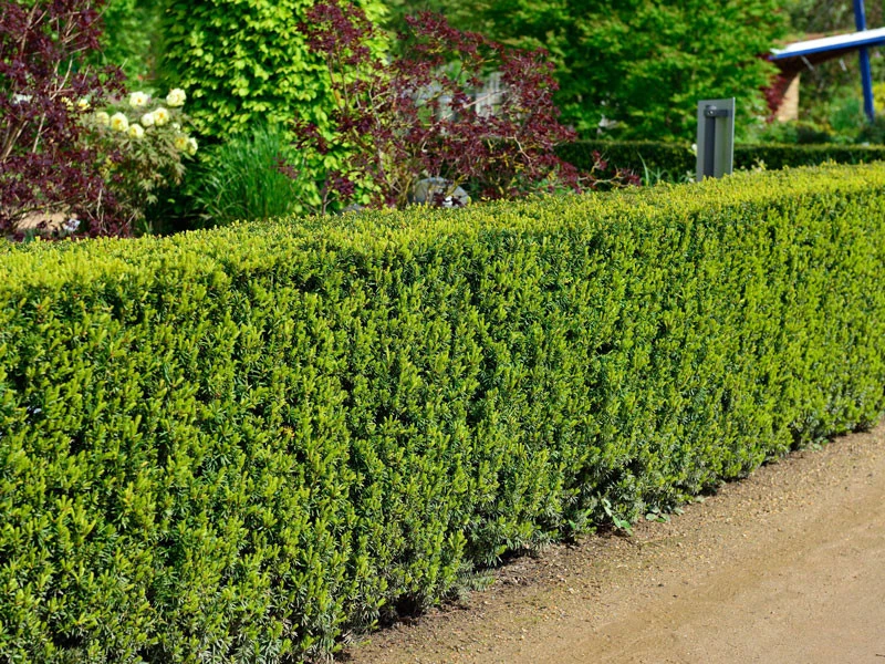 Taxus Media 'Hicksii', Becher-Eibe 3 Taxus Media 'Hicksii', Becher-Eibe