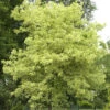 Acer Negundo 'Aureo-Variegatum', Goldbunter Eschen-Ahorn -Giardino 24 acer aureo variegatum 1 1280x1280