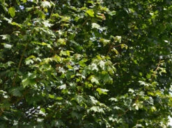 Acer Campestre 'Elsrijk', Kegel-Feldahorn - Hochstamm 7 Acer Campestre 'Elsrijk', Kegel-Feldahorn - Hochstamm -Giardino 24 acer campestre elsrijk 1280x1280