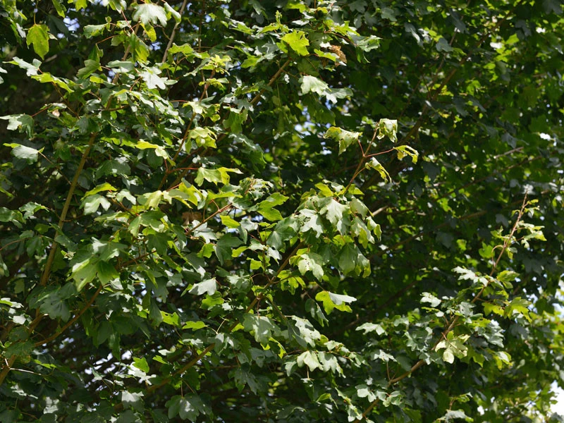 Acer Campestre 'Elsrijk', Kegel-Feldahorn - Hochstamm 5 Acer Campestre 'Elsrijk', Kegel-Feldahorn - Hochstamm – Bild 3