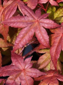 Acer Palmatum 'Deshojo', Rotaustreibender Fächerahorn