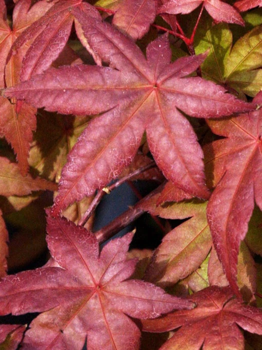 Acer Palmatum 'Deshojo', Rotaustreibender Fächerahorn 3 Acer Palmatum 'Deshojo', Rotaustreibender Fächerahorn