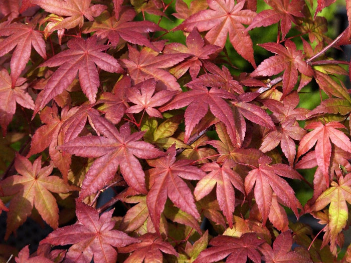 Acer Palmatum 'Deshojo', Rotaustreibender Fächerahorn 4 Acer Palmatum 'Deshojo', Rotaustreibender Fächerahorn – Bild 2