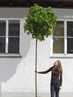 Acer Platanoides Globosum, Kugelahorn - Hochstamm 8 Acer Platanoides Globosum, Kugelahorn - Hochstamm -Giardino 24 acer globosum hochstamm 1280x1280