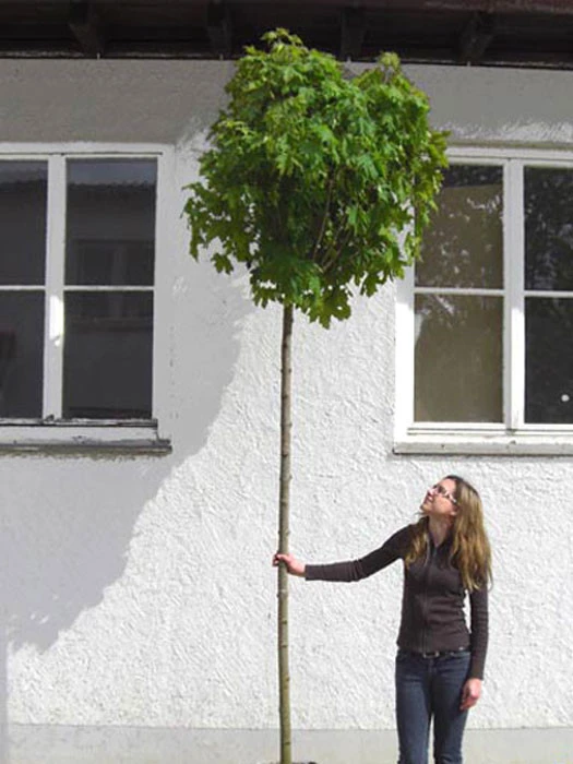 Acer Platanoides Globosum, Kugelahorn - Hochstamm 5 Acer Platanoides Globosum, Kugelahorn - Hochstamm – Bild 3