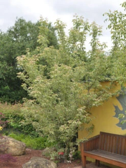 Acer Negundo 'Flamingo', Buntlaubiger Eschenahorn 9 Acer Negundo 'Flamingo', Buntlaubiger Eschenahorn -Giardino 24 acer negundo flamingo 1280x1280