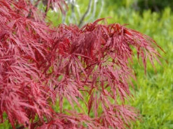Acer Palmatum 'Dissectum Garnet', Rotblättriger Schlitzahorn 7 Acer Palmatum 'Dissectum Garnet', Rotblättriger Schlitzahorn -Giardino 24 acer palmatum garnet 1280x1280