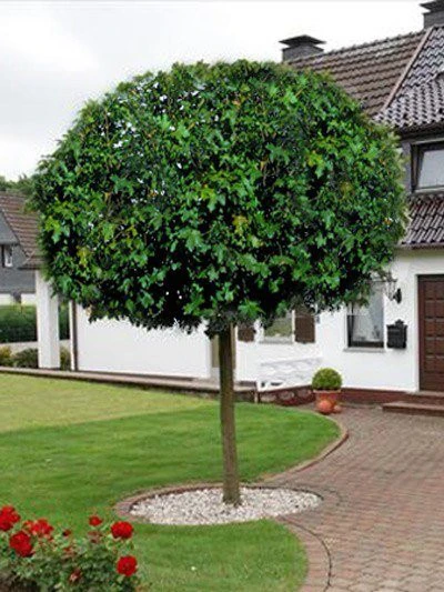 Acer Campestre 'Nanum', Kugel-Feldahorn - Hochstamm 4 Acer Campestre 'Nanum', Kugel-Feldahorn - Hochstamm – Bild 2