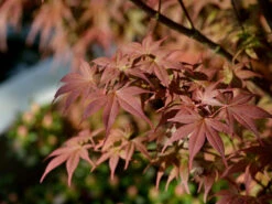 Acer Palmatum 'Bloodgood', Dunkelroter Fächerahorn -Giardino 24 ahorn bloodgood herbst 1280x1280