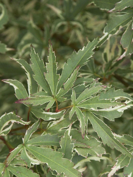 Acer Palmatum 'Butterfly', Japanischer Schmetterlingsahorn 3 Acer Palmatum 'Butterfly', Japanischer Schmetterlingsahorn