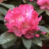Rhododendron Yakushimanum 'Anuschka' -Giardino 24 alpenrose anuschka 1280x1280