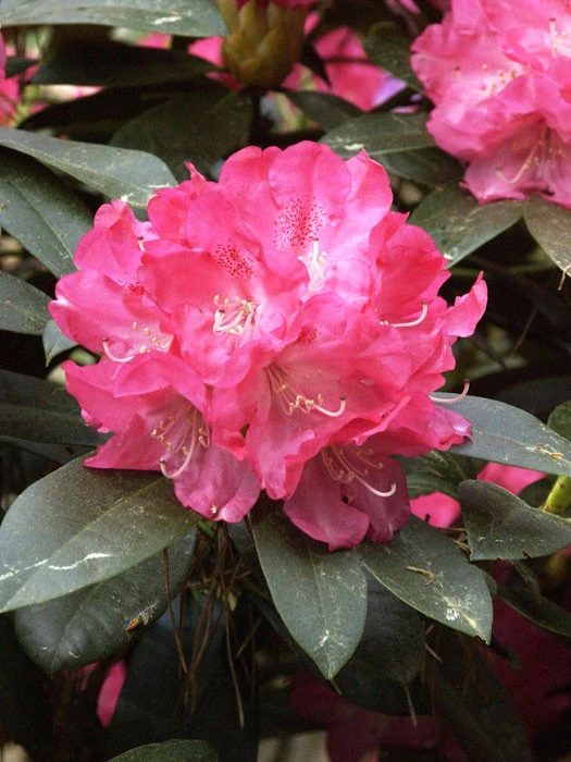 Rhododendron Yakushimanum 'Anuschka' 3 Rhododendron Yakushimanum 'Anuschka'