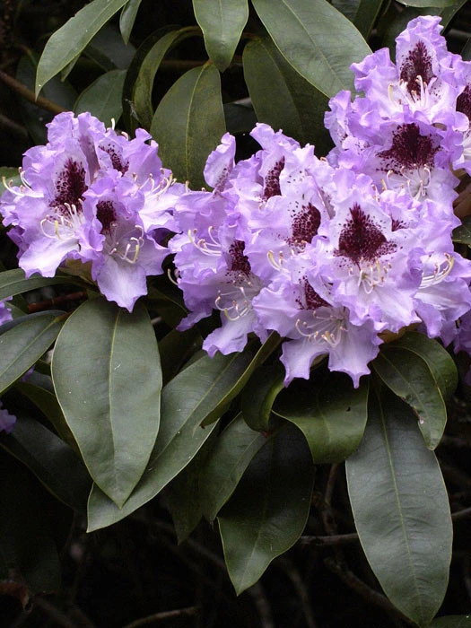Rhododendron 'Blue Peter' 3 Rhododendron 'Blue Peter'