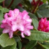 Rhododendron Yakushimanum 'Blurettia' 2 Rhododendron Yakushimanum 'Blurettia' -Giardino 24 alpenrose blurettia 1280x1280