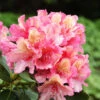 Rhododendron 'Brasilia' -Giardino 24 alpenrose brasilia 1280x1280