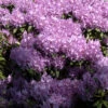 Rhododendron 'Catawbiense Grandiflorum' 1 Rhododendron 'Catawbiense Grandiflorum' -Giardino 24 alpenrose catawbiense 1280x1280