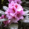 Rhododendron 'Diadem' -Giardino 24 alpenrose diadem 1280x1280