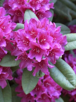 Rhododendron 'Dr. H. C. Dresselhuys'