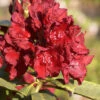 Rhododendron 'Erato' -Giardino 24 alpenrose erato 1280x1280