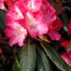 Rhododendron Yakushimanum 'Fantastica' 1 Rhododendron Yakushimanum 'Fantastica' -Giardino 24 alpenrose fantastica 1280x1280