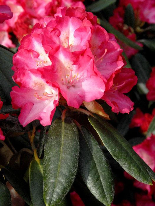 Rhododendron Yakushimanum 'Fantastica' 3 Rhododendron Yakushimanum 'Fantastica'