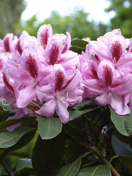 Rhododendron 'Furnivall's Daughter' INKARHO® 3 Rhododendron 'Furnivall's Daughter' INKARHO®
