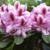 Rhododendron 'Furnivall's Daughter' -Giardino 24 alpenrose furnivall 1280x1280