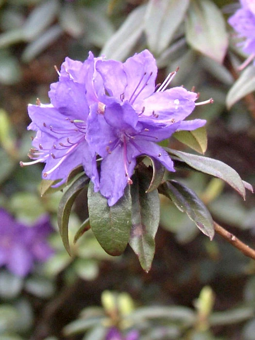 Rhododendron Russatum 'Gletschernacht' 3 Rhododendron Russatum 'Gletschernacht'