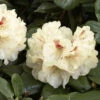 Rhododendron 'Goldbukett' 1 Rhododendron 'Goldbukett' -Giardino 24 alpenrose goldbukett 1280x1280