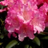 Rhododendron Yakushimanum 'Kalinka' 1 Rhododendron Yakushimanum 'Kalinka' -Giardino 24 alpenrose kalinka 1280x1280