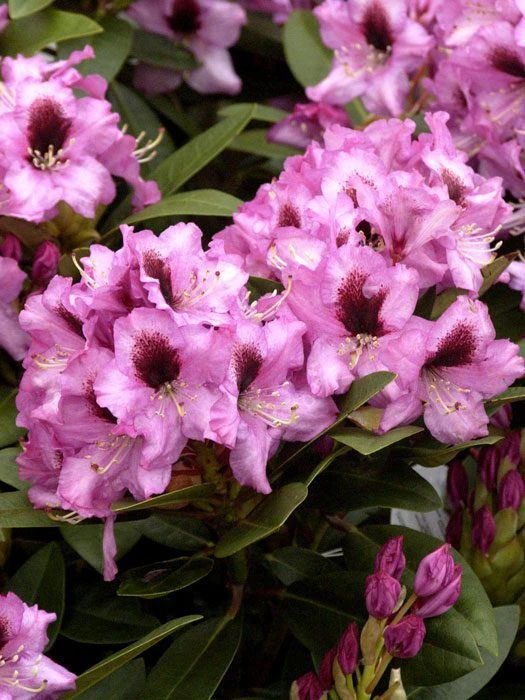 Rhododendron 'Kokardia' 3 Rhododendron 'Kokardia'