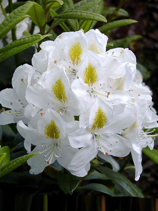 Rhododendron 'Madame Masson' 3 Rhododendron 'Madame Masson'