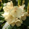 Rhododendron 'Marianne' 1 Rhododendron 'Marianne' -Giardino 24 alpenrose marianne 1280x1280