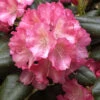 Rhododendron Yakushimanum 'Marlis' 2 Rhododendron Yakushimanum 'Marlis' -Giardino 24 alpenrose marlis 1280x1280