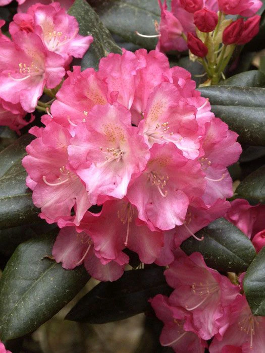 Rhododendron Yakushimanum 'Marlis' 3 Rhododendron Yakushimanum 'Marlis'
