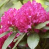 Rhododendron 'Mrs. P. Den Ouden' 1 Rhododendron 'Mrs. P. Den Ouden' -Giardino 24 alpenrose mrs p den ouden 1280x1280