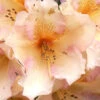Rhododendron 'Norfolk Candy' -Giardino 24 alpenrose norfolk candy 1280x1280