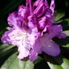 Rhododendron 'Pfauenauge' -Giardino 24 alpenrose pfauenauge 1280x1280