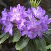 Rhododendron 'Purpureum Grandiflorum' 2 Rhododendron 'Purpureum Grandiflorum' -Giardino 24 alpenrose purpureum 1280x1280
